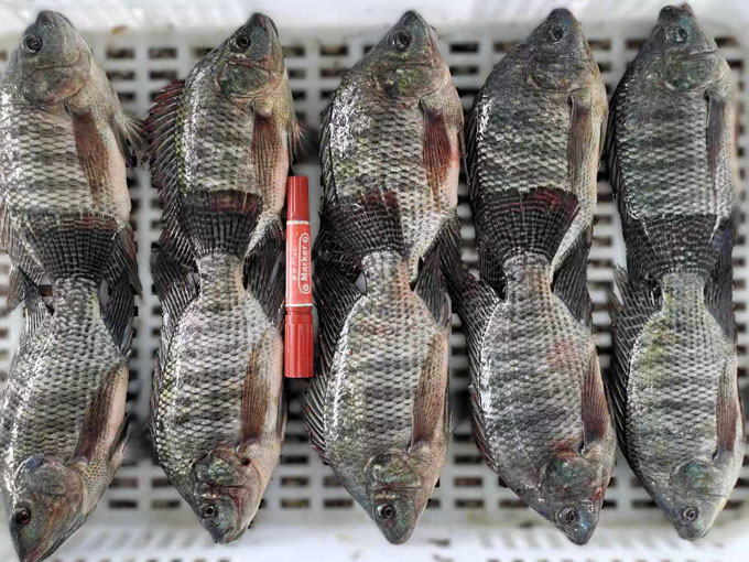 TILAPIA