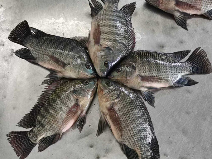 TILAPIA