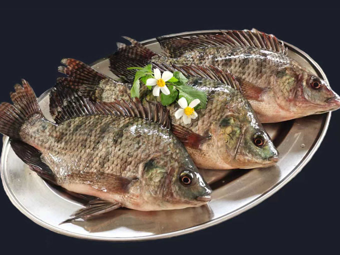 TILAPIA
