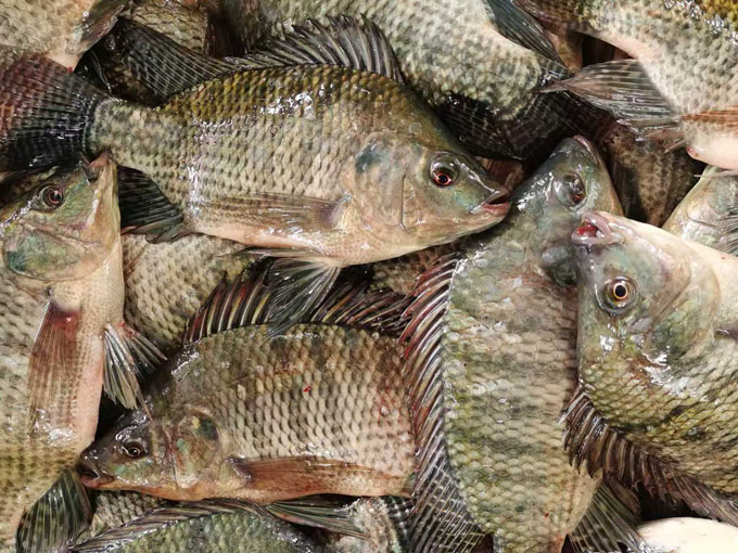 TILAPIA