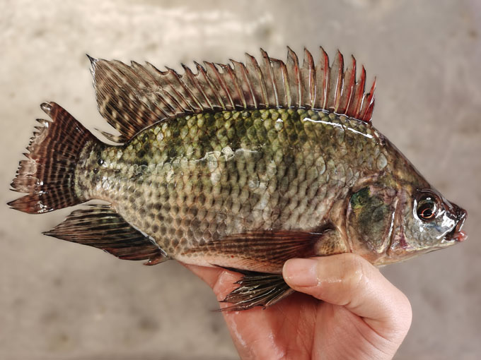 TILAPIA
