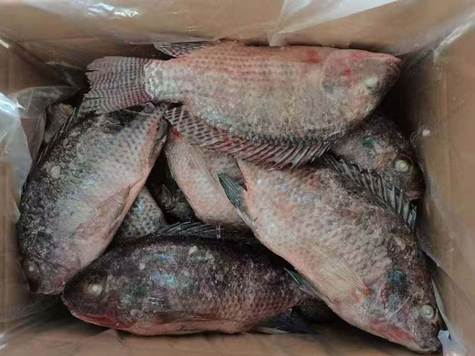 TILAPIA