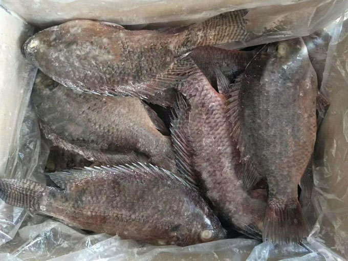 TILAPIA