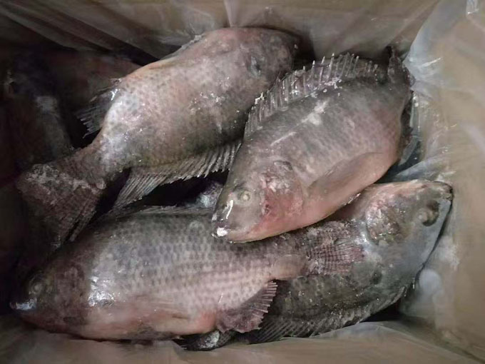 TILAPIA